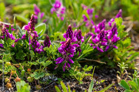 Attēlu rezultāti vaicājumam “Polygalaceae”