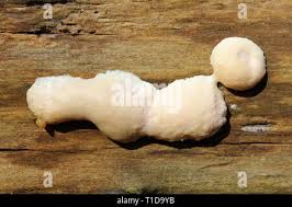 Attēlu rezultāti vaicājumam “Reticularia jurana spores”