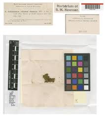 Attēlu rezultāti vaicājumam “Gymnostomum calcareum”