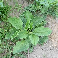 Attēlu rezultāti vaicājumam “Plantago uniflora leaf”