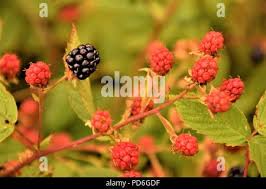 Attēlu rezultāti vaicājumam “Rubus nessensis”