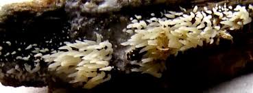 Attēlu rezultāti vaicājumam “Mucronella calva”