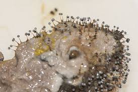 Attēlu rezultāti vaicājumam “Physarum psittacinum young”