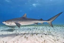 Image result for Galeocerdo cuvier