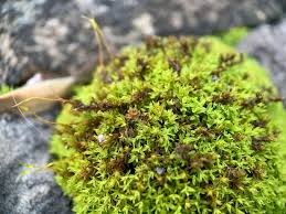 Attēlu rezultāti vaicājumam “Barbula unguiculata macro”