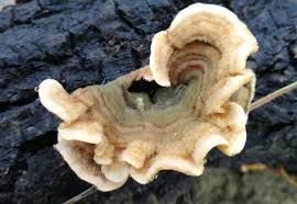 Attēlu rezultāti vaicājumam “Stereum hirsutum”