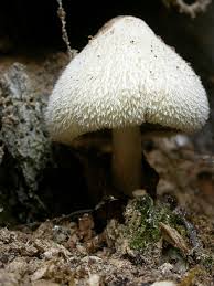 Attēlu rezultāti vaicājumam “Volvariella bombycina”