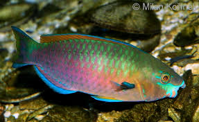 Image result for Scarus psittacus