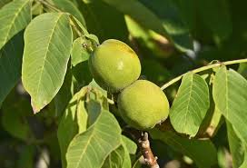 Attēlu rezultāti vaicājumam “Juglans regia fruit”