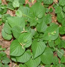 Attēlu rezultāti vaicājumam “Viola mirabilis leaf”