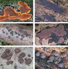 Attēlu rezultāti vaicājumam “Hypoxylon vogesiacum”