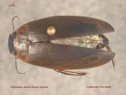 Attēlu rezultāti vaicājumam “Colymbetes striatus”