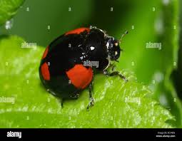 Attēlu rezultāti vaicājumam “Adalia bipunctata imago”