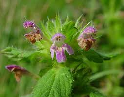 Attēlu rezultāti vaicājumam “Galeopsis bifida leaf”