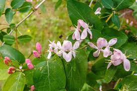 Attēlu rezultāti vaicājumam “Lonicera tatarica flower”