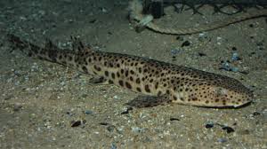 Image result for Scyliorhinus stellaris