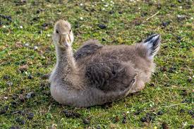 Attēlu rezultāti vaicājumam “Anser anser adult”