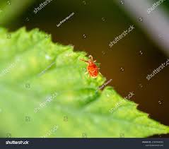 Attēlu rezultāti vaicājumam “Bryobia praetiosa”