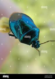 Attēlu rezultāti vaicājumam “Zicrona caerulea nymph”