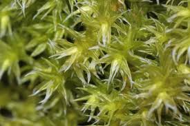 Attēlu rezultāti vaicājumam “Racomitrium canescens sporophyte”