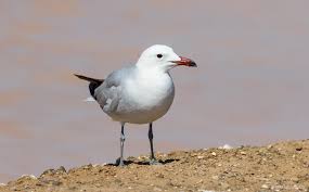 Image result for Larus audouinii