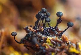 Attēlu rezultāti vaicājumam “Cribraria cancellata”