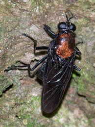 Attēlu rezultāti vaicājumam “Clitellaria ephippium”