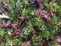 Attēlu rezultāti vaicājumam “Plagiomnium undulatum sporophyte”