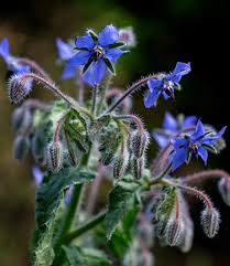 Image result for Borago officinalis