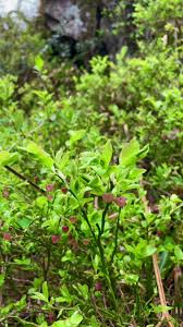 Attēlu rezultāti vaicājumam “Vaccinium myrtillus flower”