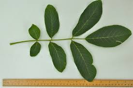 Attēlu rezultāti vaicājumam “Juglans regia”