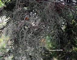 Attēlu rezultāti vaicājumam “Evernia divaricata”