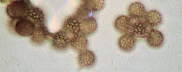 Attēlu rezultāti vaicājumam “Stemonitopsis hyperopta”