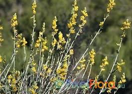 Attēlu rezultāti vaicājumam “Anthyllis maritima leaf”