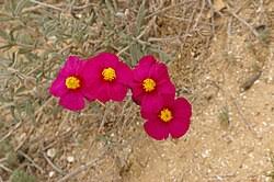 Attēlu rezultāti vaicājumam “Helianthemum nummularium fruit”