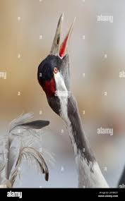 Attēlu rezultāti vaicājumam “Grus grus adult”