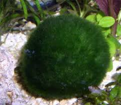 Imagini pentru Cladophora aegagropila