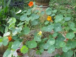 Attēlu rezultāti vaicājumam “Tropaeolum majus bud”