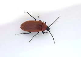 Attēlu rezultāti vaicājumam “Pseudocistela ceramboides”