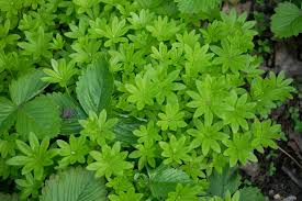 Attēlu rezultāti vaicājumam “Galium rivale leaf”