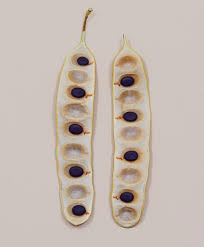 Attēlu rezultāti vaicājumam “Juglans x sinensis”