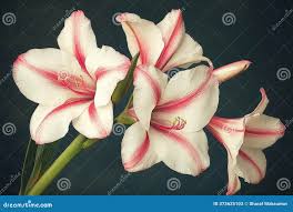 Attēlu rezultāti vaicājumam “Gladiolus imbricatus fruit”