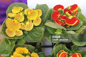 Attēlu rezultāti vaicājumam “Carex globularis flower”