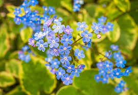 Attēlu rezultāti vaicājumam “Brunnera macrophylla flower”