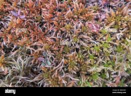 Attēlu rezultāti vaicājumam “Sphagnum inundatum”