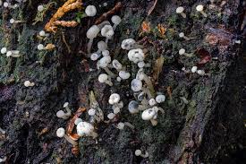 Attēlu rezultāti vaicājumam “Cudoniella acicularis”