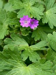 Attēlu rezultāti vaicājumam “Geranium pyrenaicum flower”