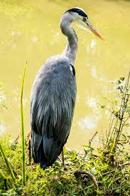 Attēlu rezultāti vaicājumam “Ardea cinerea”
