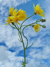 Attēlu rezultāti vaicājumam “Crepis biennis”