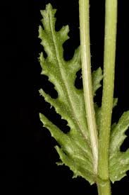 Attēlu rezultāti vaicājumam “Senecio vernalis leaf”